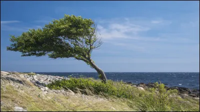 Complète les paroles de cette chanson de Renaud. 

"Pis donner à bouffer à des pigeons idiots
Leur filer des coups de pied pour de faux
Et entendre ton rire qui lézarde les murs
Qui sait surtout ____"