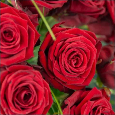 Comment se nomment ces fleurs rouges souvent symbole de l'amour ?