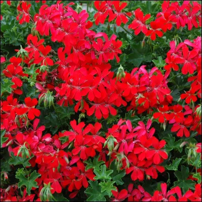 Comment se nomment ces fleurs rouges qui peuvent repousser les moustiques ?