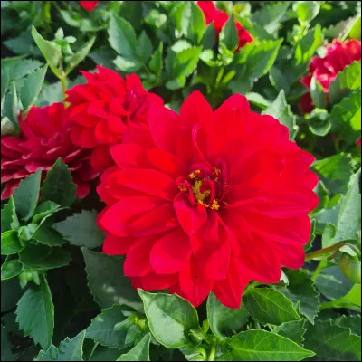 Comment se nomment ces fleurs rouges originaire du Mexique ?