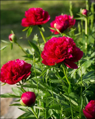 Comment se nomment ces fleurs rouges très parfumées ?