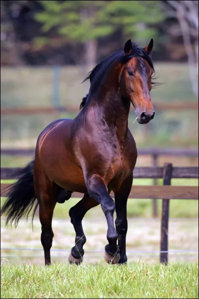 Quel est ce type de bai ?