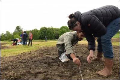 Complétez ce dicton : ''à la Toussaint, sème...''