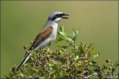 Vous pouvez l'observer en Afrique.