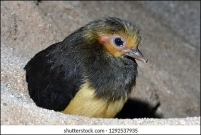 Quel est cet oiseau, que l'on trouve sur les îles volcaniques de Sulawesi ?