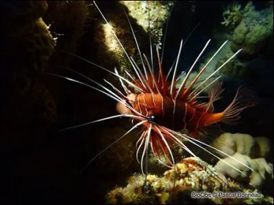 Il est aussi appelé "rascasse volante"