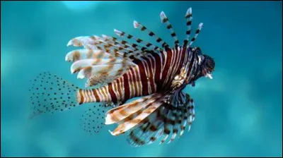 Ce poisson est très toxique !