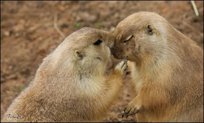 Quel est le nom de ce rongeur dont le cri très aigü ressemble à un aboiement ?