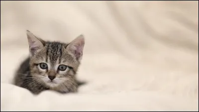 Quel est l'âge record atteint par un chat ?