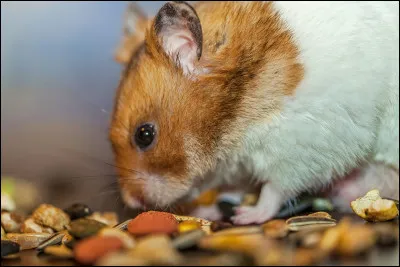 Quelle est la durée de vie moyenne d'un hamster ?