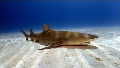 Voici un requin citron :