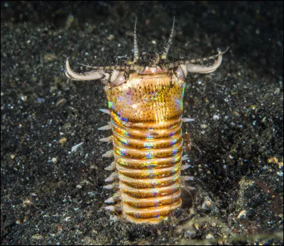 Enfoui dans le sable, il attend qu'une proie passe au-dessus de lui !