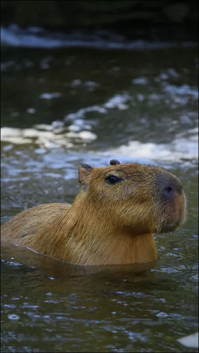 Et pour finir, voici un capybara :