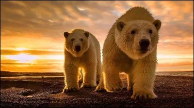 Quel est le poids de l'ours blanc ?