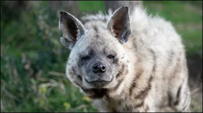 Voici un animal qui aime rire ! (et qui fait une drôle de tête...)