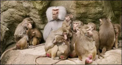 Et il est connu pour être...