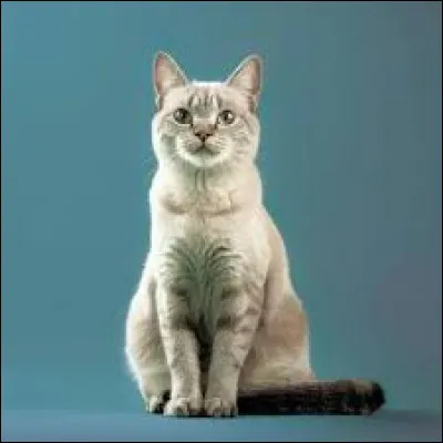 Quel est le nom de cette race de chat ?