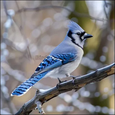 Qui est « Le Geai aux Yeux Persants » ?