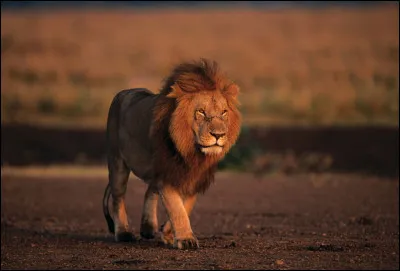 Qui est &laquo;&nbsp;Le Lion Rugissant&nbsp;&raquo; ?