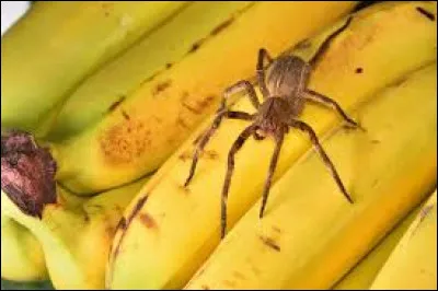 Sur quel continent retrouve-t-on l'araignée-banane ?