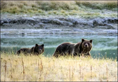 Quel animal est considéré comme le symbole national du Canada ?