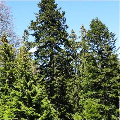 Quel conifère possède des feuilles caduques ?