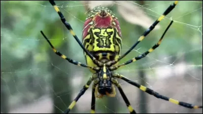 Tu vois un insecte bizarre. Quelle est ta réaction ?