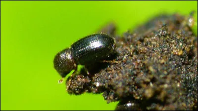 Tu vois un insecte bizarre. Quelle est ta r&eacute;action ?