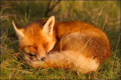 Veux-tu que ton renard soit endormi ou réveillé ?