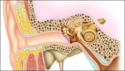 Quels noms donne-t-on aux petits os situés dans l'oreille interne ?