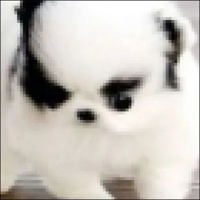 De quelle couleur deviennent les lapins bleus rencontrés par Emilie Jolie lorsqu'ils prennent froid ?