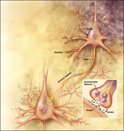 Remercions aussi Synapse58 ! Complétez : 

La synapse est une zone de contact qui s'établit entre deux ____.