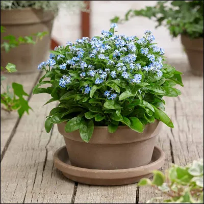 Pour vous, Kristin63 : saurez-vous reconnaître cette fleur ?