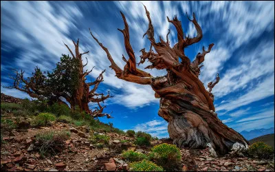 Quel est l'arbre le plus vieux au monde, encore vivant aujourd'hui ?