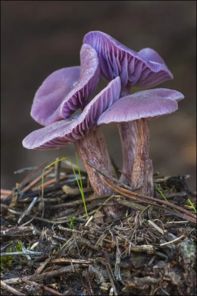 C'est dans les forêts alpines que vous pourrez admirer ces merveilleux champignons délaissés par ceux qui ne savent pas qu'ils sont très comestibles. Quel est leur nom ?