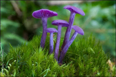 C'est dans les for&ecirc;ts alpines que vous pourrez admirer ces merveilleux champignons d&eacute;laiss&eacute;s par ceux qui ne savent pas qu'ils sont tr&egrave;s comestibles. Quel est leur nom ?