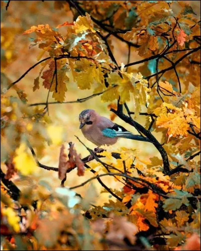 Dans sa magnifique chanson, quel chanteur évoquait sa nostalgie par les mots "Au retour de l'automne, feras-tu comme l'oiseau qui s'envole et s'étonne de me voir de si haut, restera-t-il encore un peu de notre amour au premier vent du nord, aux premiers mauvais jours ?"