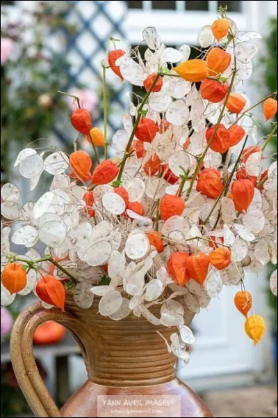 On ne se lasse pas de l'automne et de ses merveilles ! C'est le moment de se préparer à égayer l'hiver avec des fleurs séchées. Quel est le surnom donné aux physalis de couleur orange ?