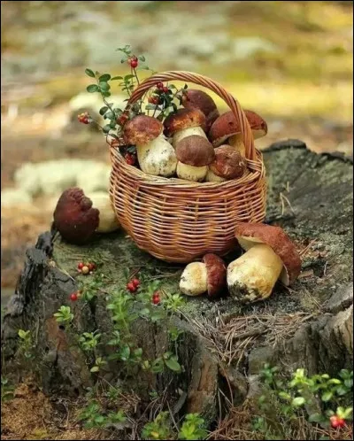 Parmi les trésors de l'automne, voici les savoureux bolets tête de nègres, cousins du cèpe de Bordeaux, comment conviendrait-il mieux d'appeler ce champignon si l'on voulait rester conformes à certaines consignes de l'antiracisme (parfois quelque peu exagérées) ?
