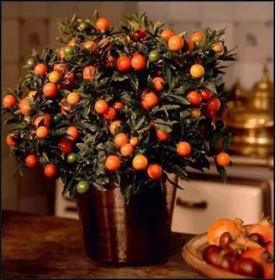 Magnifique bouquet aux couleurs d'automne ! Quel est le nom de cet arbuste décoratif aux jolies baies orange ?