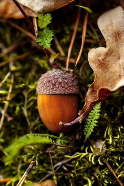 Voici un fruit symbole de l'automne ! Sur quel arbre pousse-t-il ?