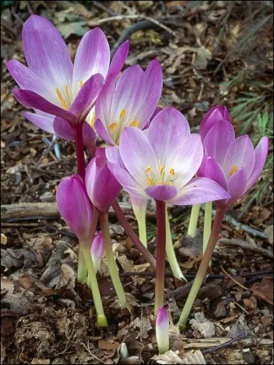 Dans une comptine connue, "la feuille d'automne emportée par le vent, en rondes monotones tombe en tourbillonnant". Quelles fleurs annoncent la fin de l'été ?