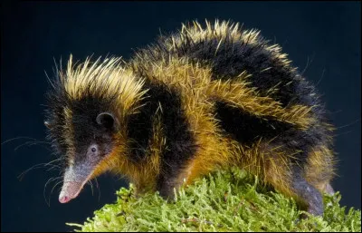 Ce drôle d'animal rouge et jaune de Madagascar se nomme "tenrec zébré". À votre avis, il est couvert de...