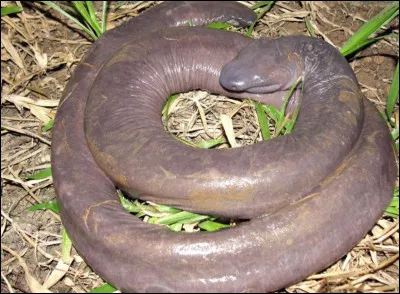 Voici un serpent dont le nom va vous surprendre. Endémique du Brésil, il y a très peu de spécimens connus. C'est une cécilie, il est donc malvoyant. C'est le serpent...