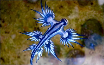 Ce magnifique mollusque aux couleurs éclatantes, que l'on surnomme "dragon bleu" mesure moins de 5 centimètres. Il est urticant en cas de contact. Quel est son nom scientifique ?