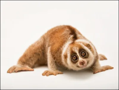 Cet adorable animal possède les mêmes caractéristiques que le tarsier, lui aussi d'Asie du Sud-Est. Mais celui-ci possède une autre caractéristique. Il est venimeux et peut sécréter une toxine, le seul chez les primates. Quel est son nom ?