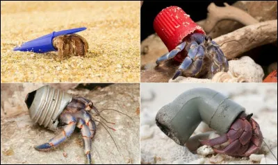 Cette famille de crustacés peut varier. En effet, leurs coquilles changent. À l'origine, ils trouvaient des coquillages pour se protéger. Aujourd'hui, cela peut-être toutes sortes de choses, comme sur la photo ! Quel est le nom de cet animal ?