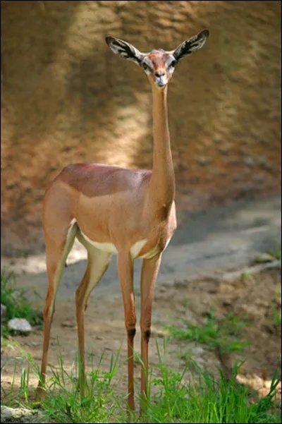 Cette gazelle de l'est de l'Afrique n'est pas une girafe, mais elle a un long cou lui donnant un air étrange. Elle porte le nom d'un missionnaire britannique. C'est la gazelle de...