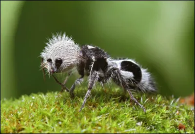 Cet insecte venimeux du Chili a une apparence de fourmi-panda. En réalité, il s'agit...