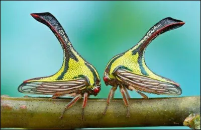Voici une ombonie épineuse. Si cela ne vous dit rien, c'est une espèce de cicadelle, de cigale. Sa caractéristique marquante est sa corne. Où la trouve-t-on ?